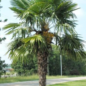 Väderkvarnspalm-palm för Skandinavien Trachycarpus Fortunei 190-220 cm