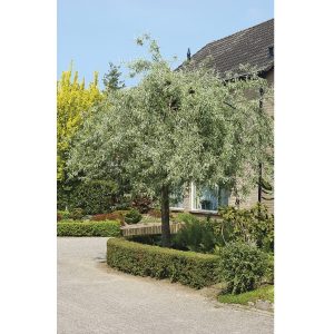 Hängande Silverpäron ‘Pendula’ 160 cm 4-6