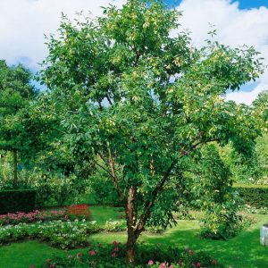 kopparlönn – acer griseum 160-200 cm