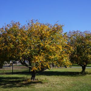 Kinesträd koelreuteria paniculata 200-250 cm