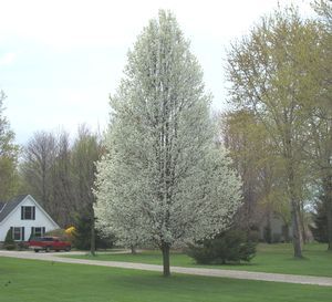 Smalkronigt Kinapäron pyrus calleryana ‘chanticleer’ 400 cm