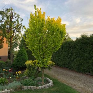 Guldalm ’Wredei’ 300-350 cm 8-10 cm