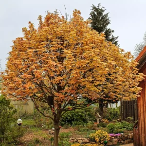 TyskLönn Acer pseudoplatanus 350-400 cm