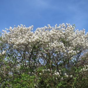 Prakthäggmispel Amelanchier lamarckii 200-250 cm