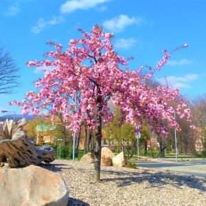 Prunus ‘Kiku-shidare-zakura’ 100-120 cm 2-4