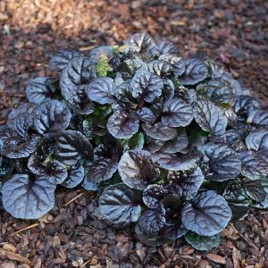 Ajuga reptans ‘Black Scallop’ 11 cm
