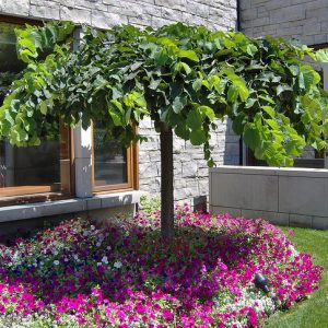 hängalm – ulmus camperdownii  225-250 cm