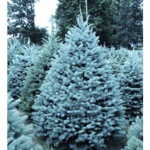 Blågran ‘Blue Diamond’ 160-180 cm