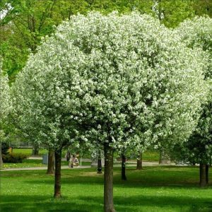 Prunus cerasus ‘Umbraculifera’ 120-160 cm