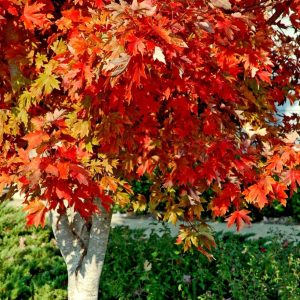 Acer freemanii ‘Autumn Blaze’ 500 cm 16-18