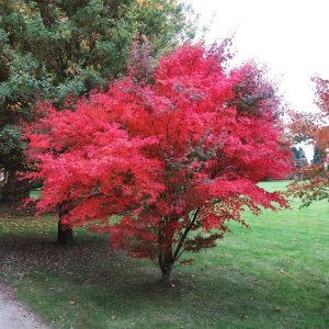 Japansk blodlönn Acer palmatum ‘Atropurpurerum’ 100-120 cm