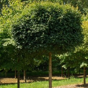 Åkerlönn ‘Nanum’ 175+ cm 8-10