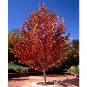 Ambraträd (Liquidambar styraciflua) 270-300 cm 10-12