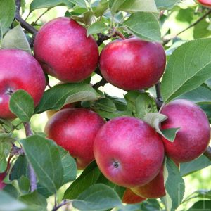 Äppelträd ‘Lobo’ 140–160 cm – Kruka 5,5 L