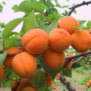 Aprikos ‘Hargrand’ 150–170 cm – Barrot