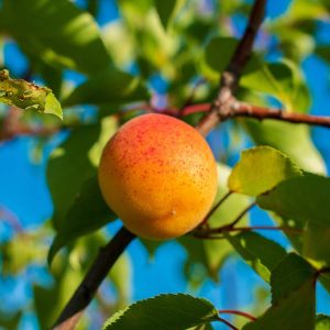 Aprikos ‘Red Orange’ 150–170 cm – Kruka 5,6–7 L