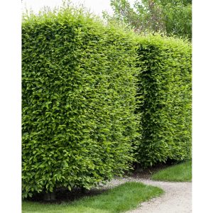 Avenbok “Carpinus Betulus” Krukodlad 80-110 cm Co 3-5 C5