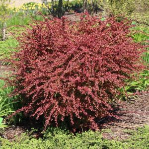 Berberis thunbergii ‘Orange Dream’ 20-30 cm