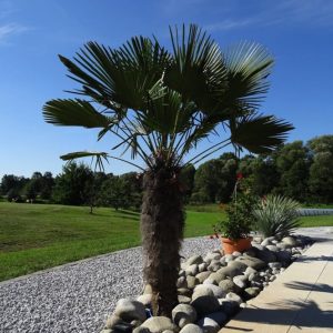 Väderkvarnspalm-palm för Skandinavien Trachycarpus Fortunei 140-160 cm