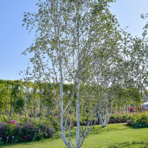 Himalayabjörk (Betula utilis var. jacquemontii) – Flerstammig 250-300 cm 10-12