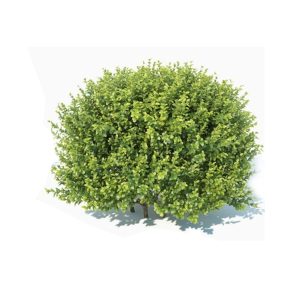 Buxbomar/Buxbom Häck 30-45 cm Barrot