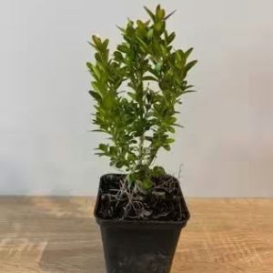 Buxbomar/Buxbom Häck 20-30 cm Krukodlad 100 st