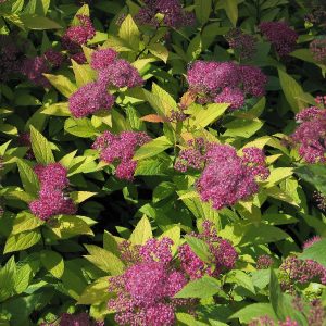 Spiraea japonica ‘Goldflame’ 23 cm