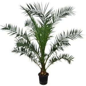 Dadelpalm 170-190 cm