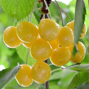 Dönissens Gula 150-180 cm