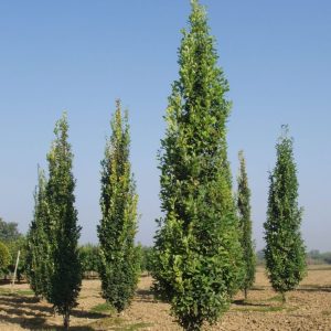 Ek ‘Fastigiata’ 400-500 cm