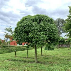 Fraxinus ornus ’Mecsek’ 250-300 cm 14-16