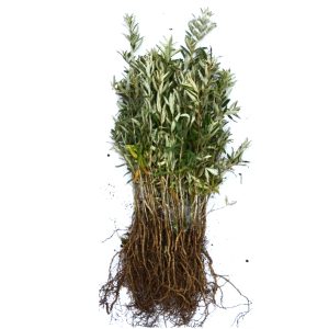 Havtorn 20-40 cm | 50-pack