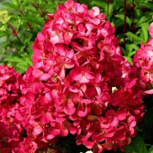 Hortensia ‘Diamant Rouge’ 80-100 cm Kruka 5,5L