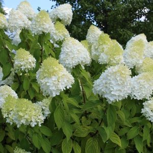 Hortensia ‘Diamantino’ 15-20 cm Kruka 5L