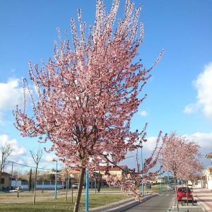 Körsbärsplommon “Pissardii” 350-400 cm