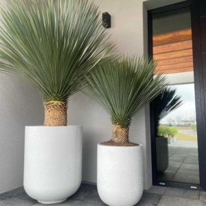 Juka Rostrata – Exklusiv och vinterhärdig växt för trädgårdar, terrasser och designade utemiljöer