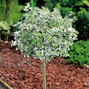 Klätterbenved Vitbrokig 80-90 cm