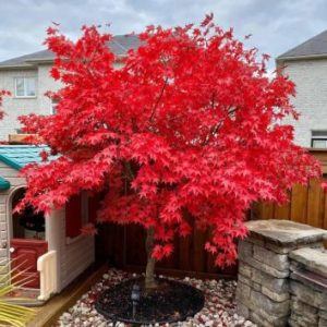 Japansk lönn ’Osakazuki’ 140+ cm