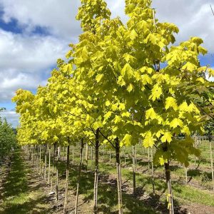 Klotlönn Acer platanoides ‘Princeton Gold’ 450-600 cm 14-16