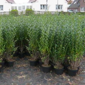 Ligustrum vulgare’ i kruka 90-110 cm