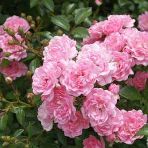 Marktäckande ros ‘The Fairy’ 30-50 cm Kruka 1-2L