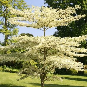 Pagodkornell Cornus controversa 250-300 cm 10-12