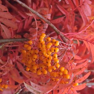 Pelarrönn ‘Autumn Spire’ 350-450 cm