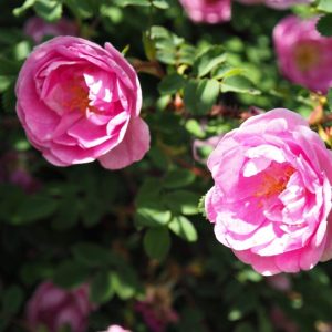 Rosa (Spin.) ‘Poppius’ 20-30 cm