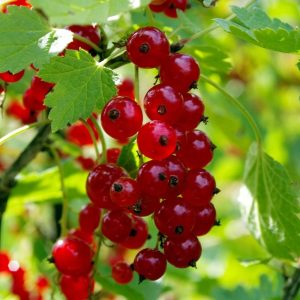 Röda Vinbär Stam ‘Jonkheer van Teets’ 80-100 cm