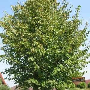 Prydnadsträd Skogslind Goliat 350-450 cm