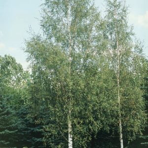 Prydnadsträd Vårtbjörk Goliat 300-400 cm