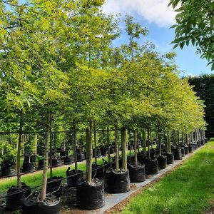 kärrek Quercus palustris 400-450 cm