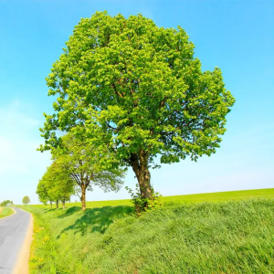 Skogslind Tilia cordata Rancho 250–300 cm (8–10 cm stam)