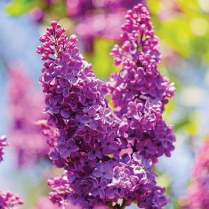 Syren ‘Ludwig Spaeth’ 140-160 cm lila på stam,barrot
